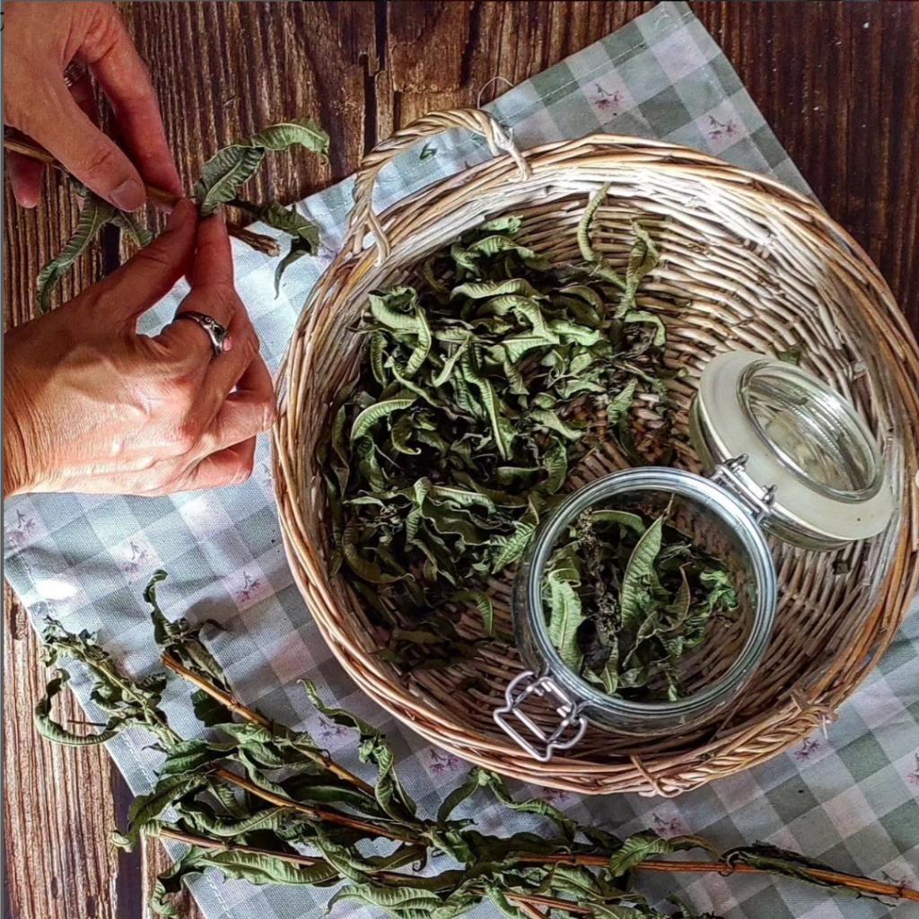 CELEBRANDO OS PRIVILÉGIOS DE VIVER DO QUE A TERA DÁ!